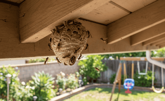 Wasps and Stinging Insects Near Living Areas