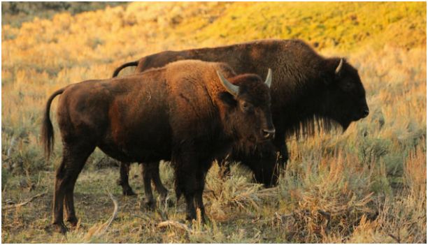 Wildlife Encounters You Should Anticipate